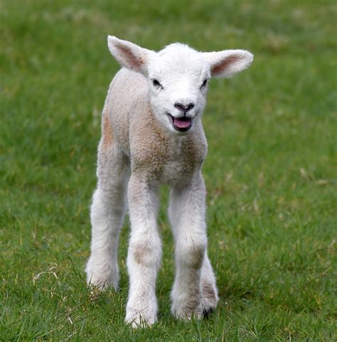 cute lamb pictures